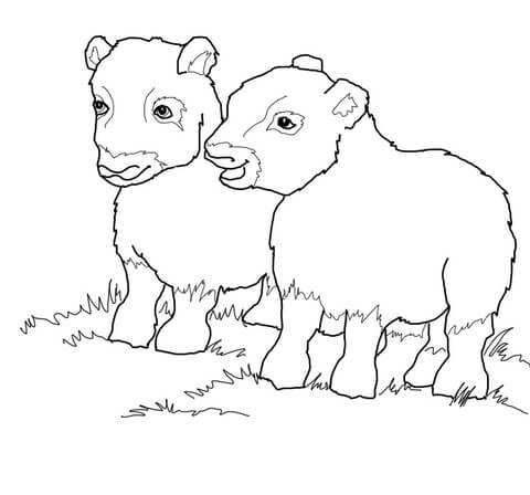 Musk Ox Babies Coloring Page